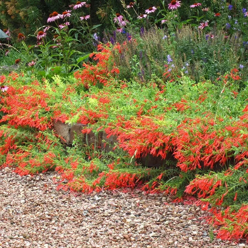 🐦"Hummingbird Carpet"🌸Epilobium garrettii – Rainbow Burst 🌈