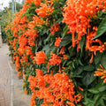 Hummingbird Carpet Epilobium Garrettii Rainbow Burst