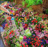 Mixed Perennial Flowers seeds30 60kinds Mixed