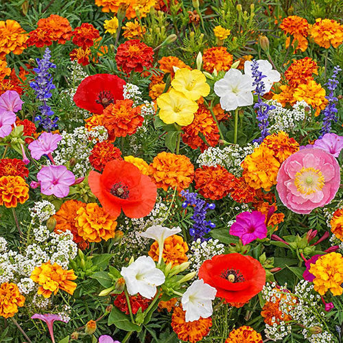 💝Mixed Perennial Flowers Seeds30- 60kinds mixed